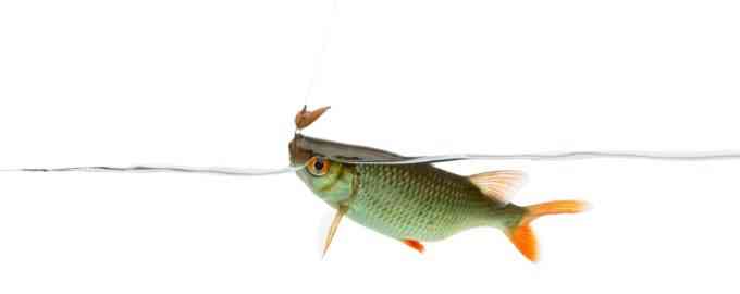 как выглядит плотва