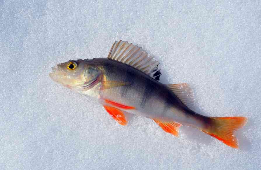 пойманный окунь