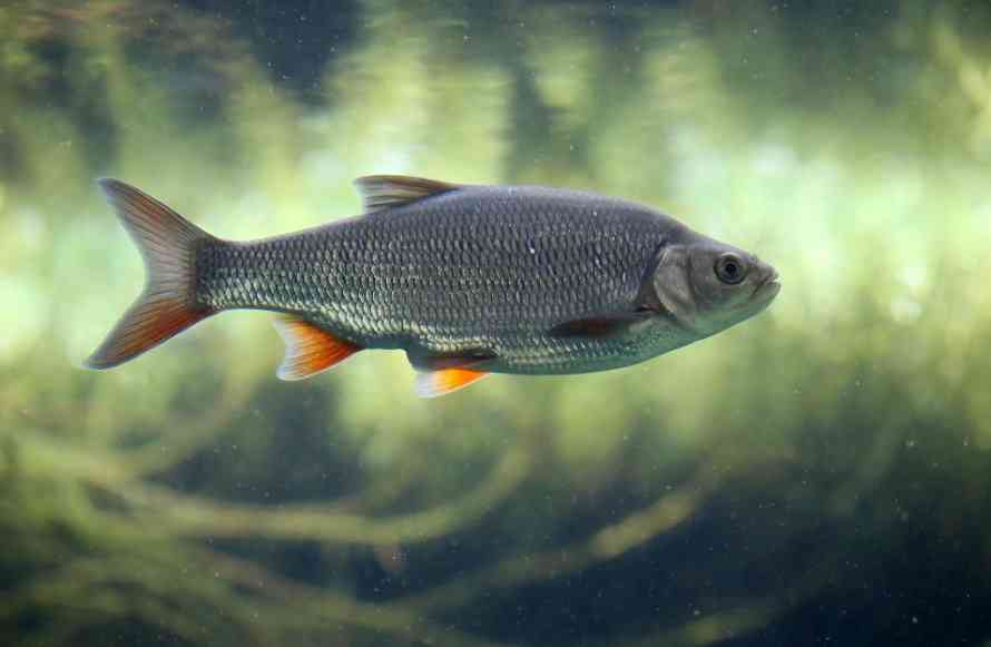 плотва в воде