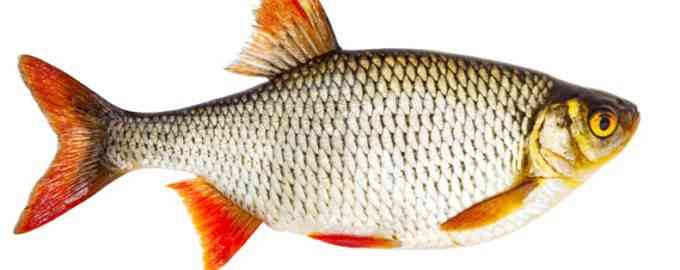 внешний вид плотвы