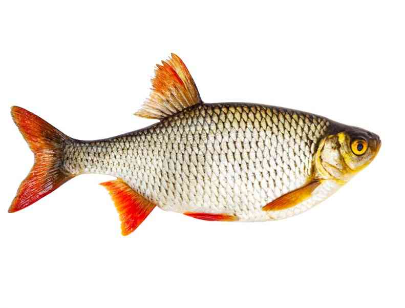 внешний вид плотвы