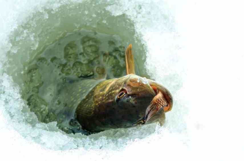 как ловить щуку на живца