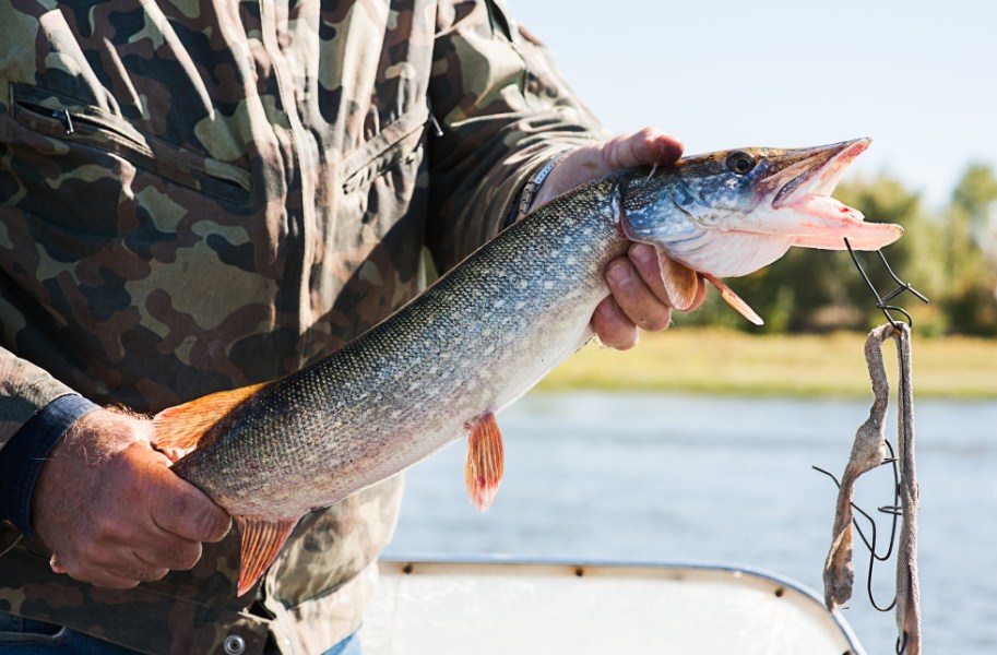 небольшая щука