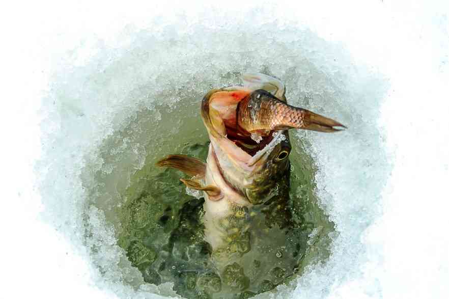 щука ест живца 