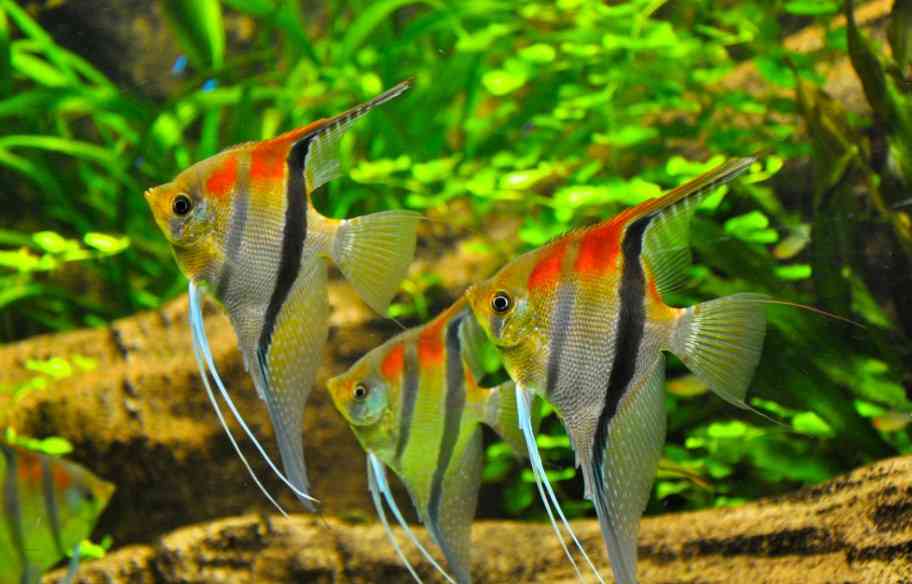 как выглядят скалярии 