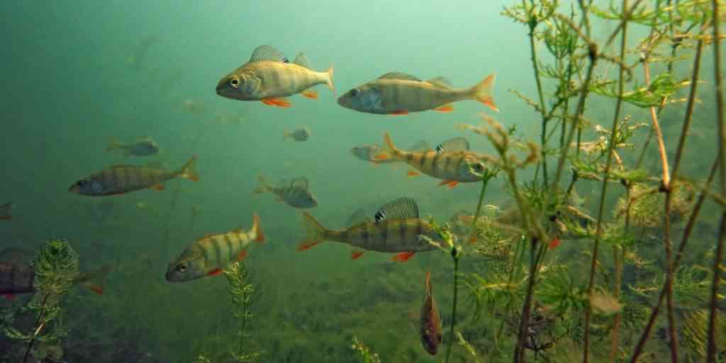 стая окуней