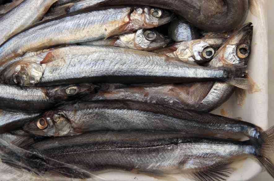 сырая мойва