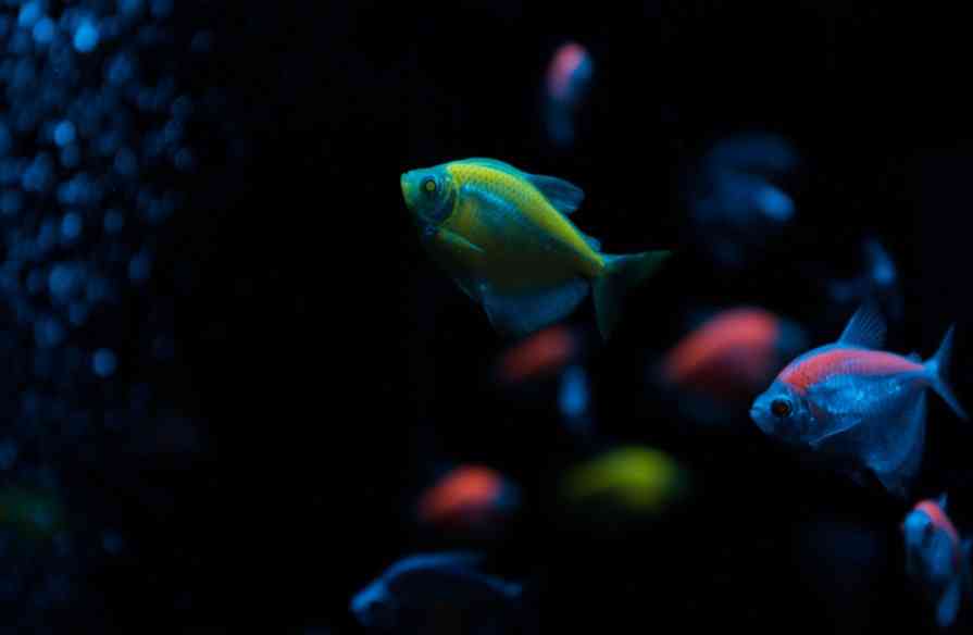 аквариумная рыбка 