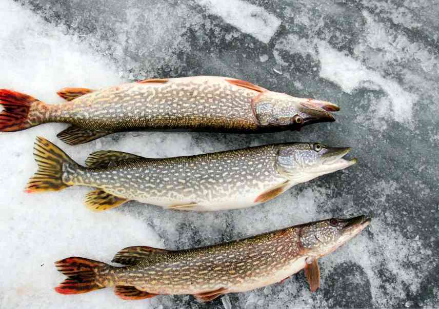 богатый улов 