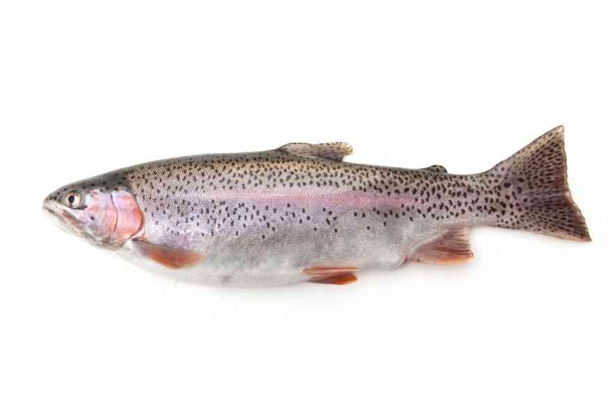 особенности форели 