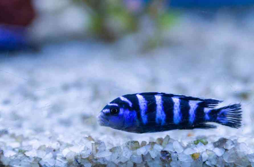 семейство цихлид