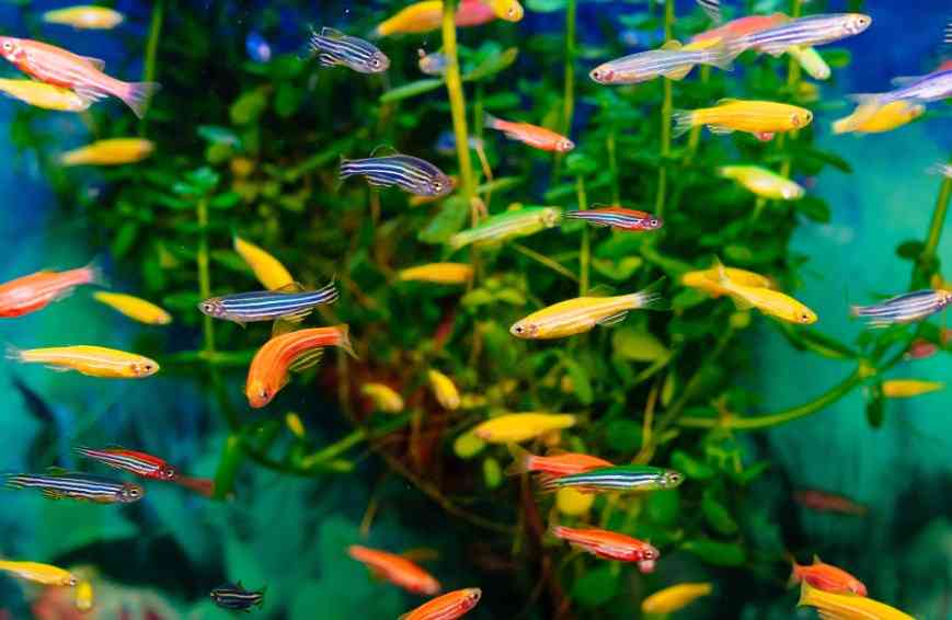 данио рерио