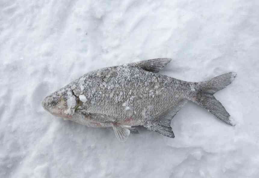 рыбалка на леща 