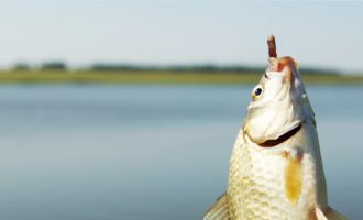 карась с наживкой