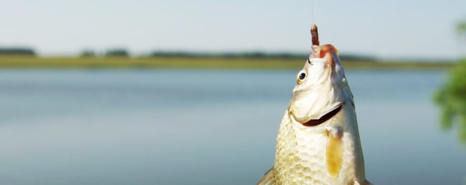 карась с наживкой