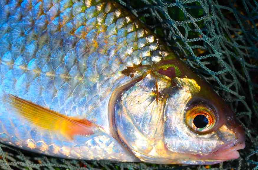 плотва в сетях 