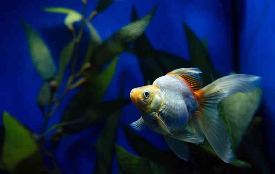 рыба вуалехвост 