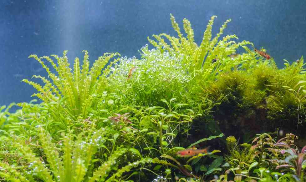 травав аквариуме