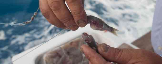 живец для щуки