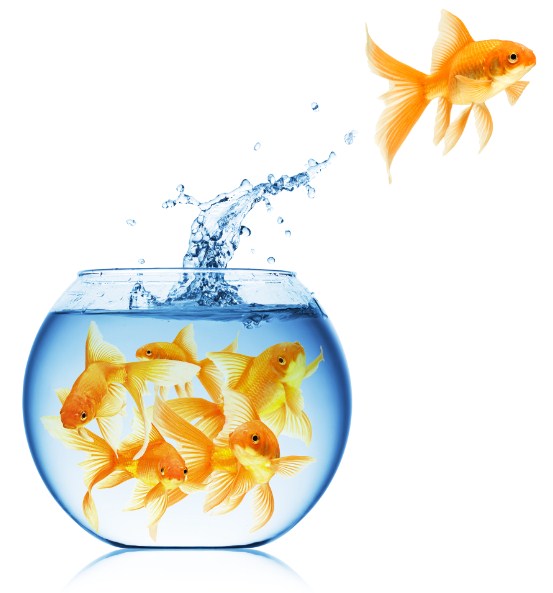 рыбки в аквариуме 