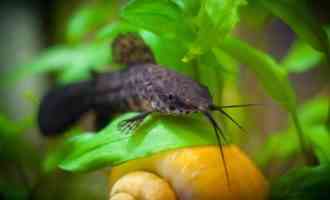 рыбка с улитками