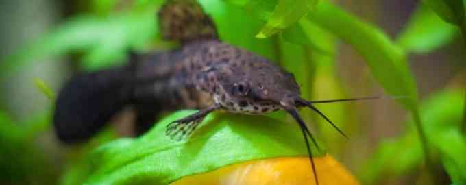 рыбка с улитками