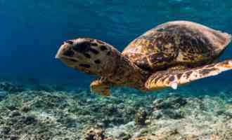 большая черепаха