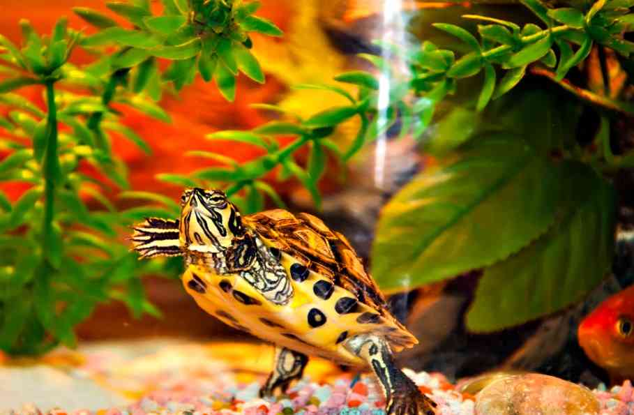 как содержат черепах