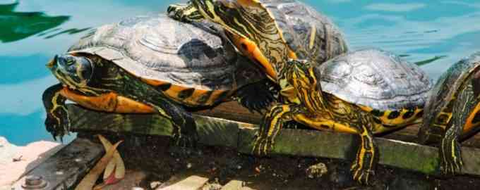 интересные факты о черепахах