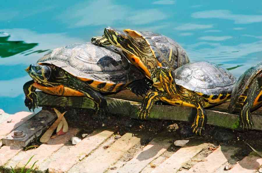 интересные факты о черепахах 