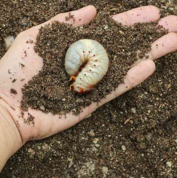 внешний вид опарыша