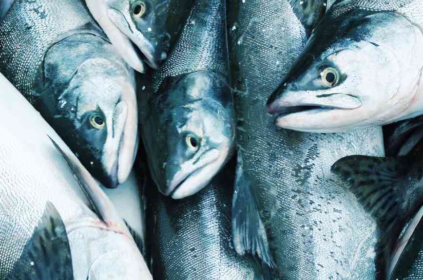 как выглядит горбуша