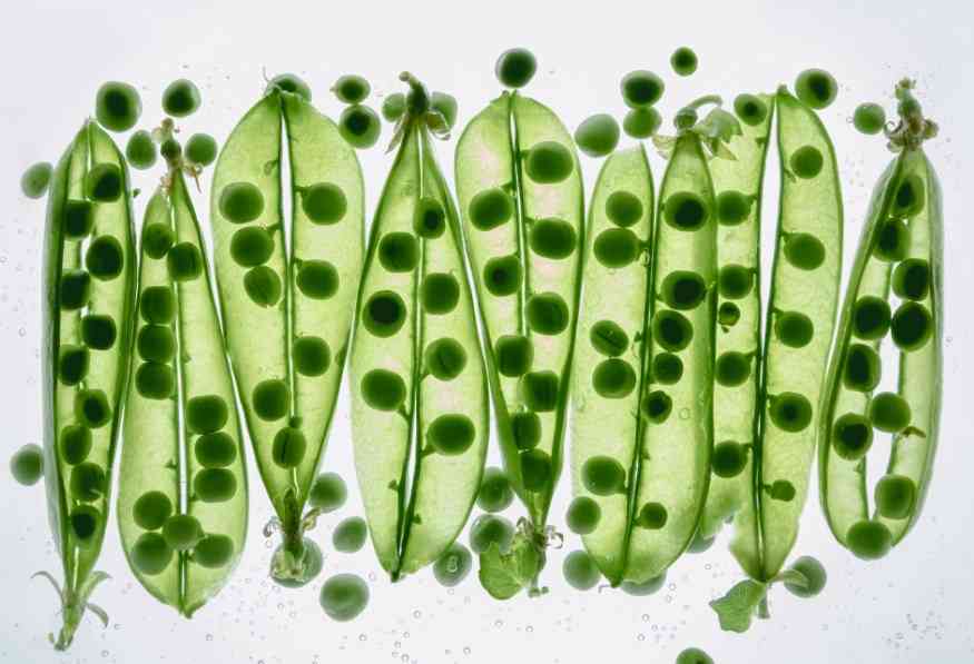 зеленый горох 