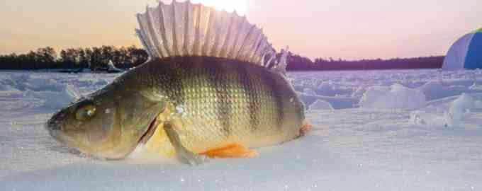 крупный окунь