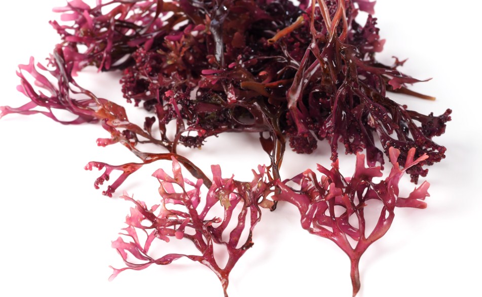 водные растения