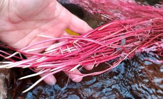 яркие водоросли