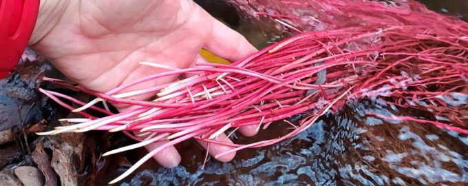 яркие водоросли