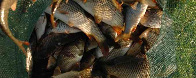 несколько карпов