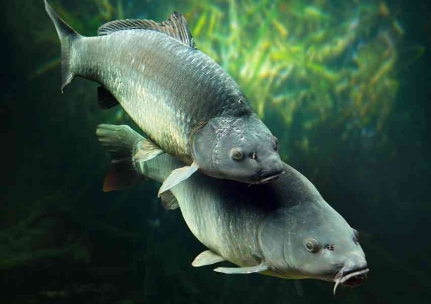 карпы в водоеме 