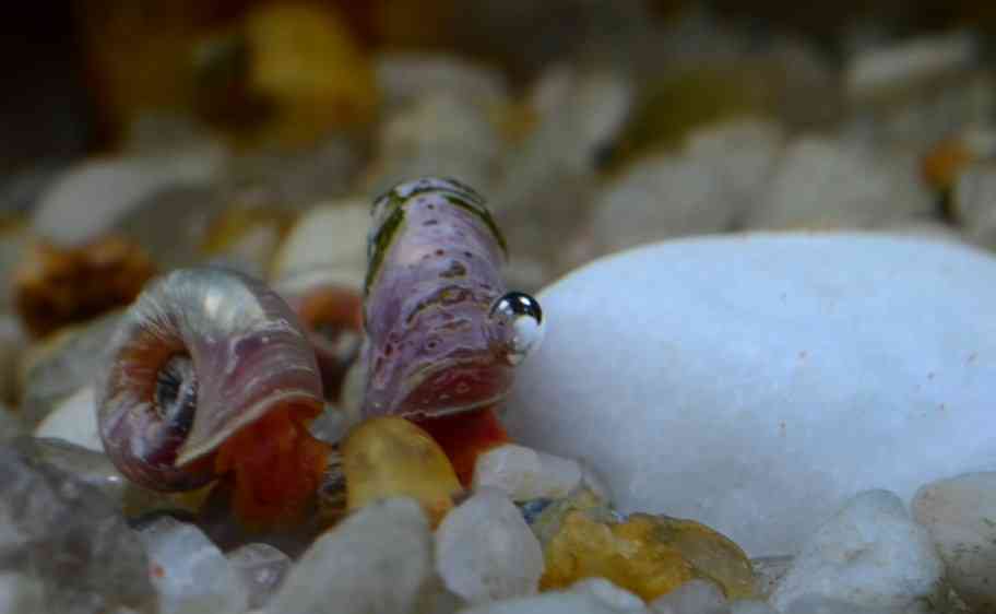 катушки в аквариуме 