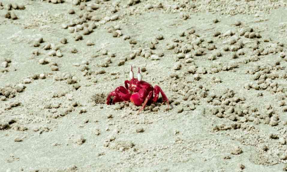 краб на берегу