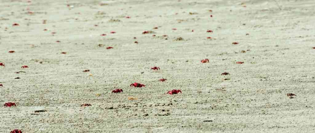 много крабов