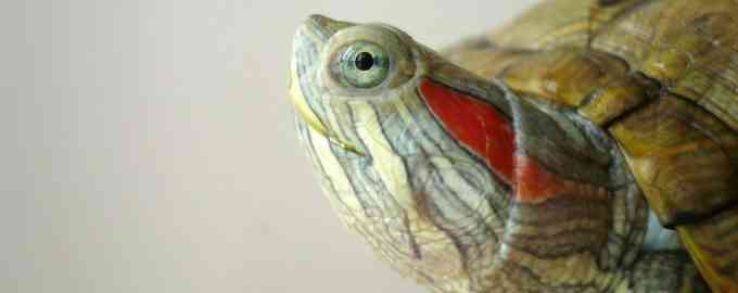 каквыглядит красноухая черепаха