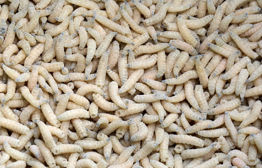 личинки мухи