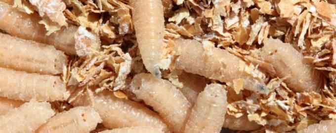 личинки опарыша