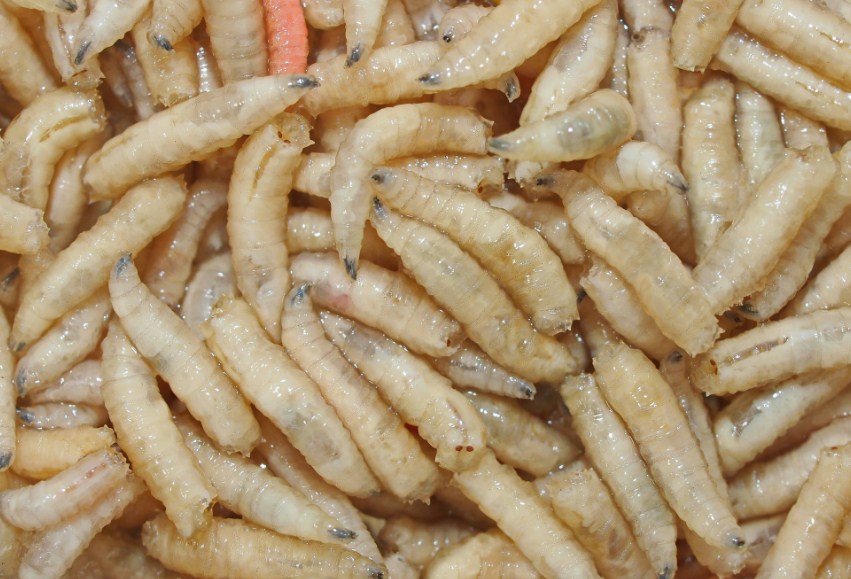 как промыть опарыша