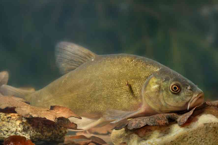 ловля рыбы линь зимой