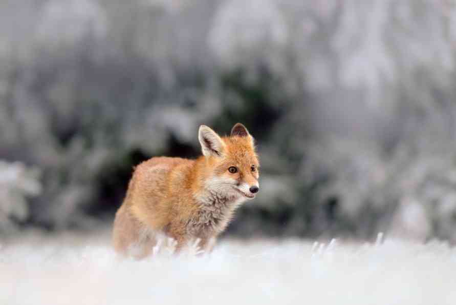 лис может украсть рыбу 