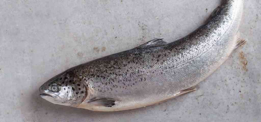 внешний вид горбуши 