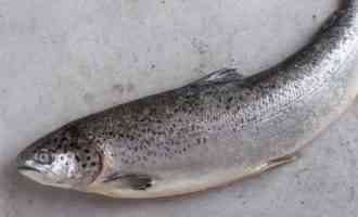 внешний вид горбуши